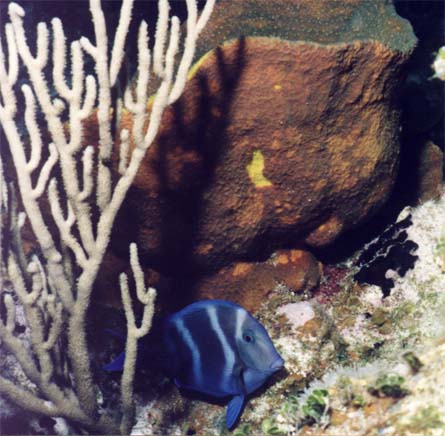 Blue Tang with Night Stripes