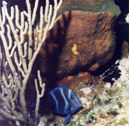 Blue Tang with Night Stripes