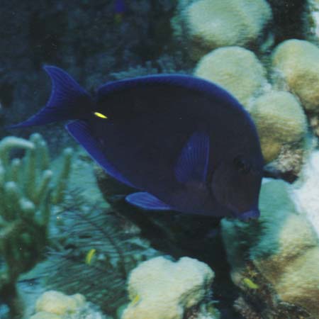 Blue Tang