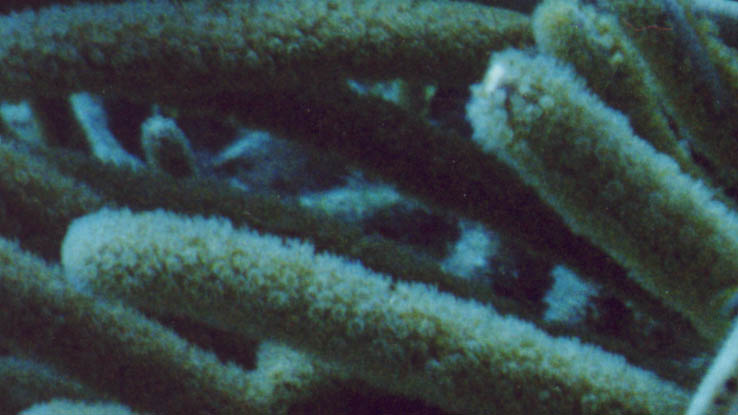Coral Polyps visible on branches of Soft Coral