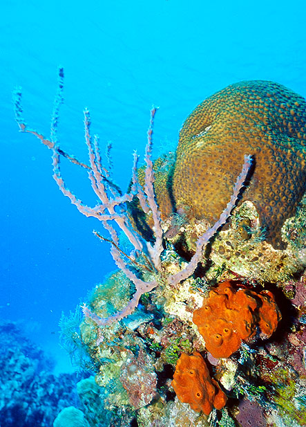 Colorful Coral Head