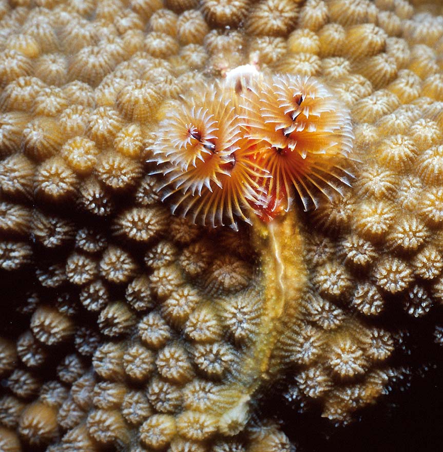 Christmas Tree Worm on Star Coral