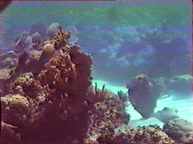 A health coral head, the foundation of life on the reef.