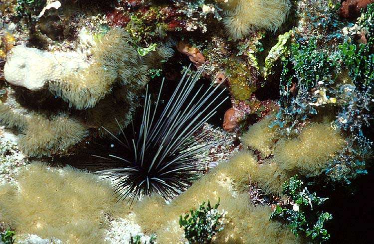 The Long-Spined Sea Urchin is a Caribbean Algae Eater