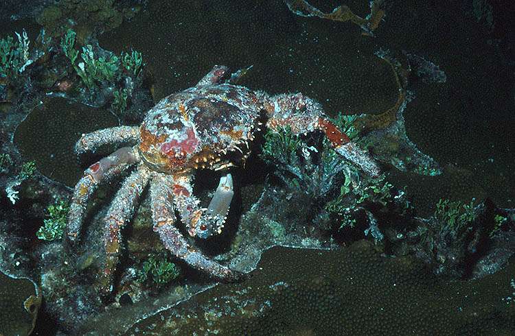 The Stone Crab is a Caribbean Algae Eater
