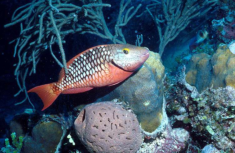 This Female Stoplight Parrotfish is a common Caribbean Algae Eater