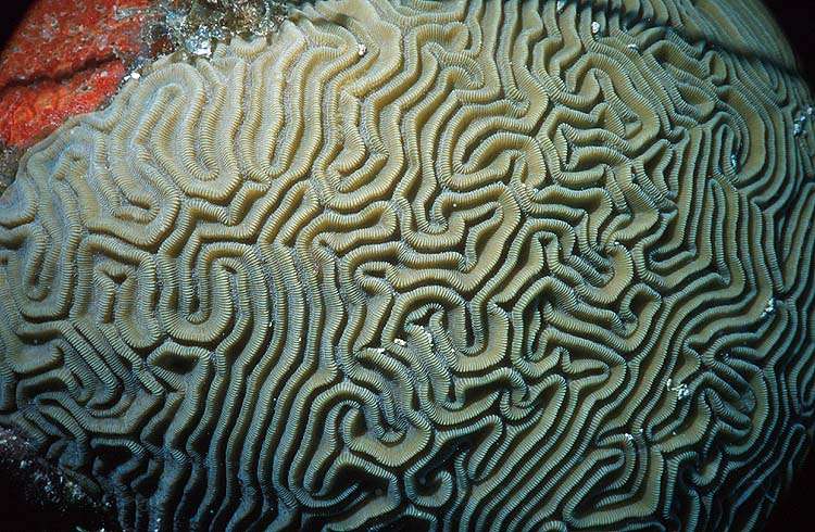 Closeup of a Brain Coral