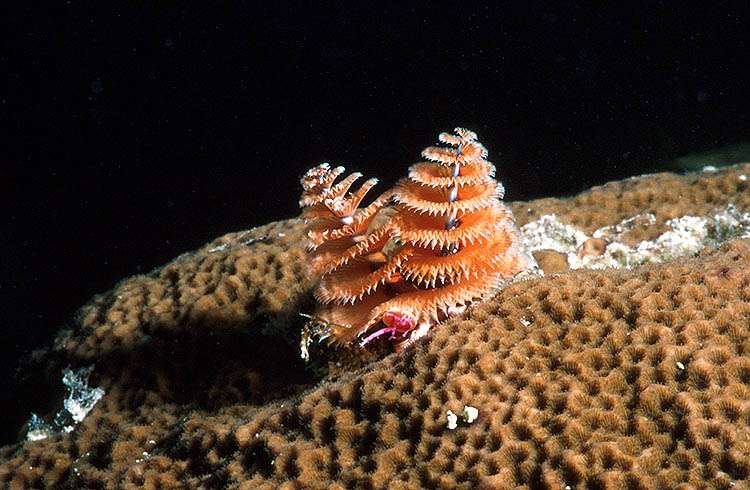 Christmas Tree Worm on Massive Starlet Coral