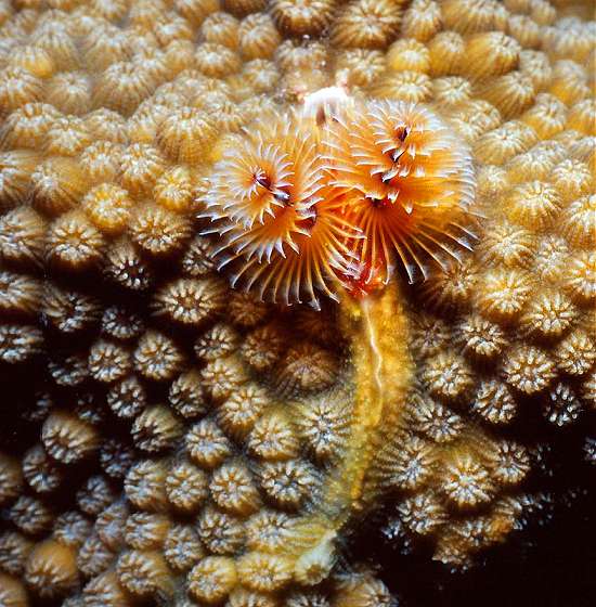 Christmas Tree Worm on a Giant Star Coral