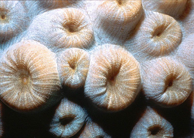 Star Corals by Day at Greenhouse Reef, Cayman Brac