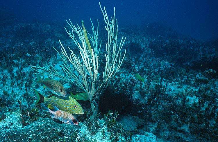 Corals create places for many other animals to live