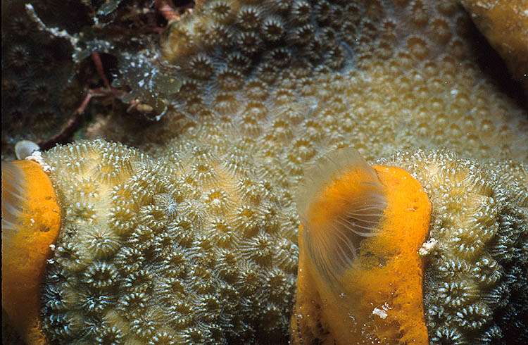 Orange Icing Sponge on Star Coral