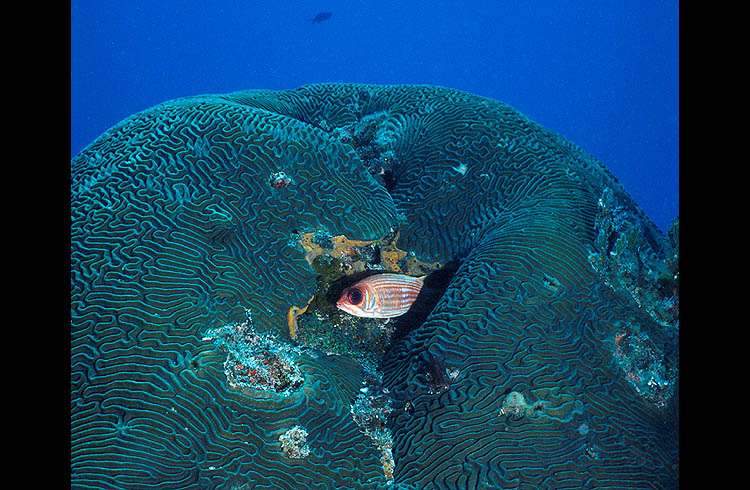 Squirrelfish takes shelter by day in this crevice in a Brain Coral