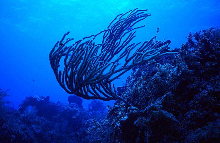Sea Rod Coral bends in the current near Grand Bahama Island