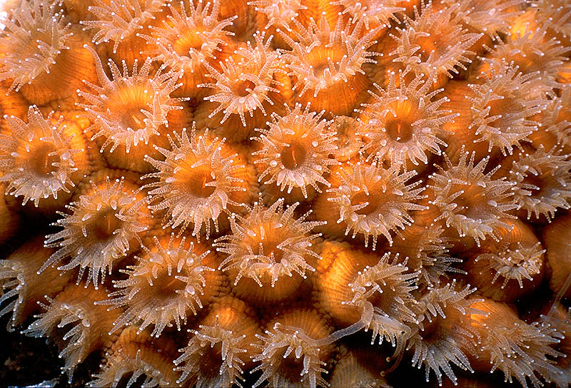 Star Coral Polyps at night on Charlie's Reef, Cayman Brac