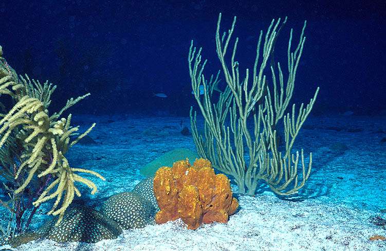 Young Coral Reef near Bimini is only 50 Years Old.