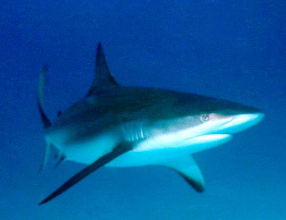 Caribbean Reef Shark