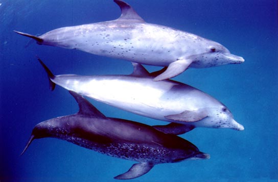 Atlantic Spotted Dolphin