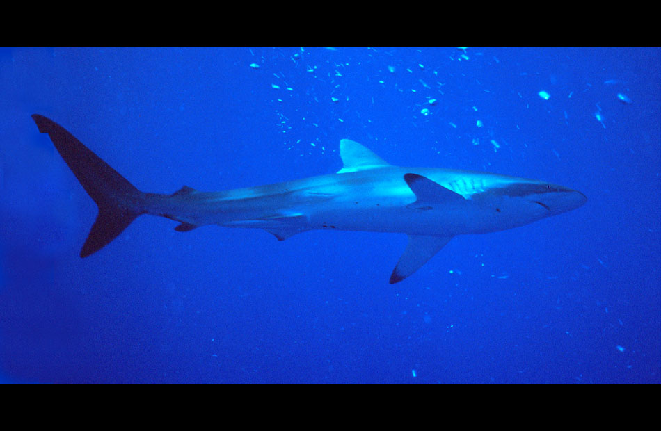 Dusky Shark