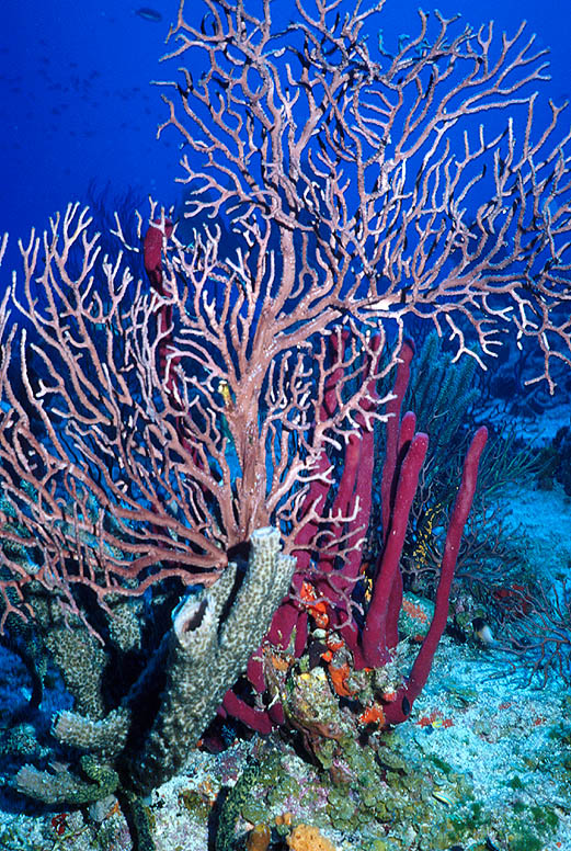 Deep-Water Sea Fan