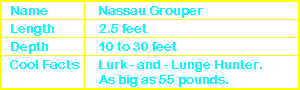 Nassau Grouper Info