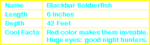 Blackbar Soldierfish Info