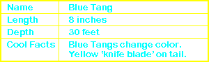 Blue Tang Info