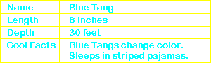 Blue Tang Info