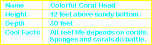 Coral Head Info