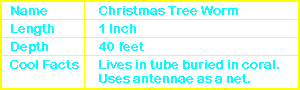 Christmas Tree Worm Info