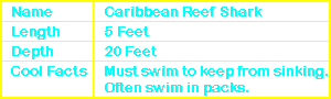 Caribbean Reef Shark Info