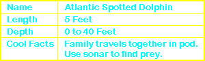 Atlantic Spotted Dolphin Info