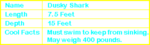 Dusky Shark Info