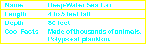 Deep-Water Sea Fan Info
