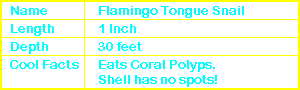 Flamingo Tongue Snail Info