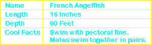 French Angelfish Info