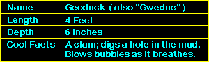 Geoduck Info