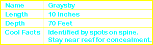 Graysby Info