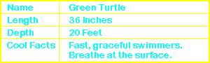 Green Turtle Info