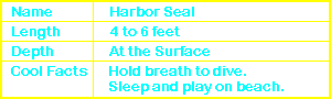 Harbor Seal Info