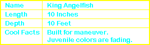 King Angelfish Info