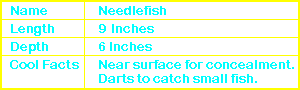 Needlefish Info