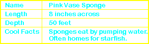 Pink Vase Sponge Info