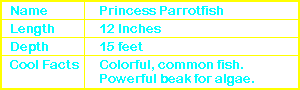 Princess Parrotfish Info