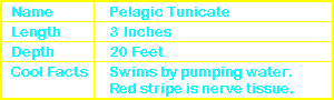 Pelagic Tunicate Info