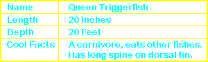 Queen Triggerfish Info