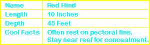 Red Hind Info