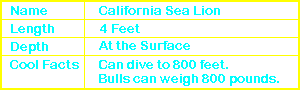 California Sea Lion Info