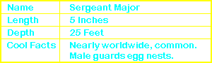 Sergeant Major Info