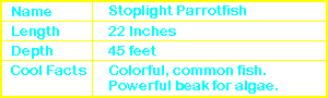 Female Stoplight Parrotfish Info